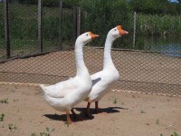 /album/aquaticos/copia-de-ganso-sinaleiro-chin%c3%aas-bco-jpg/